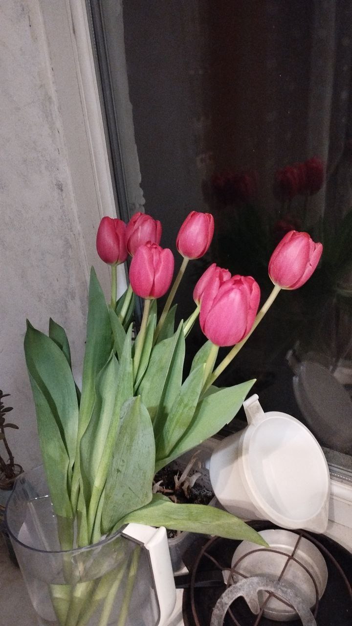 А вот такие тюльпашки мне муж подарил)...