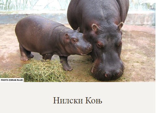 но он же тоже бегемот?...